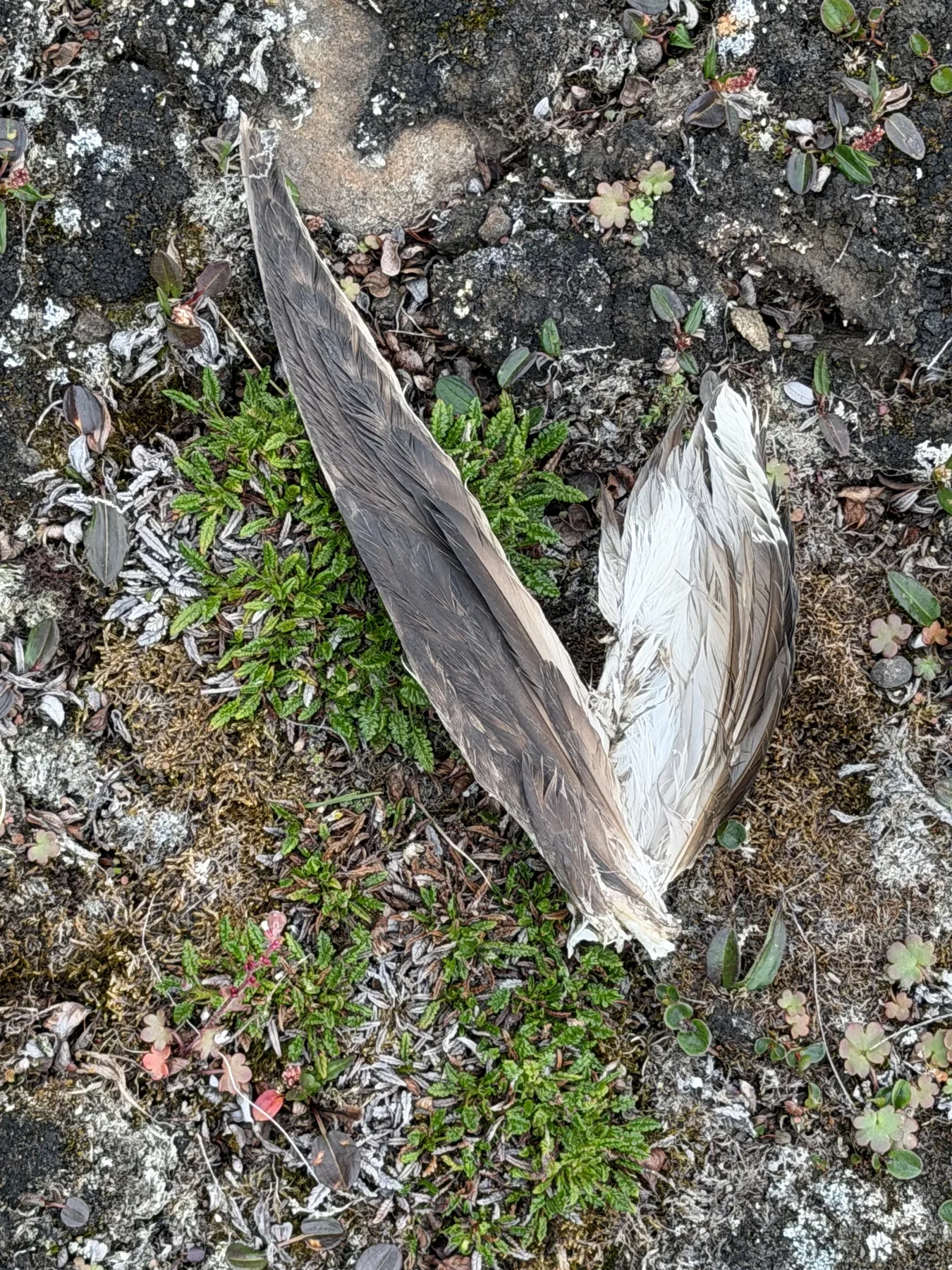 A dead bird returned to the moss, wings folded