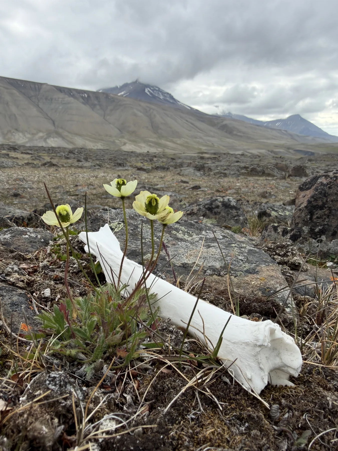 A reindeer long bone and three Svalbard poppies in a frost-sorted hollow, mountain behind
