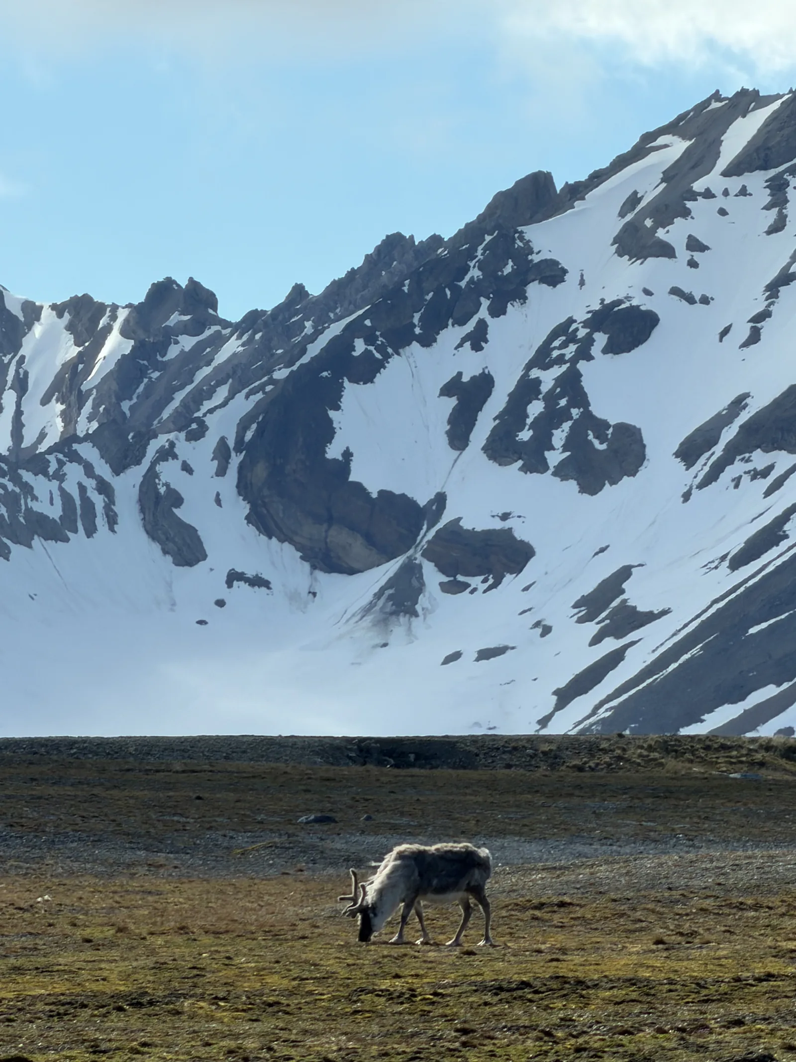 A Svalbard reindeer grazing on tundra below a snowy mountain at Ny-Ålesund